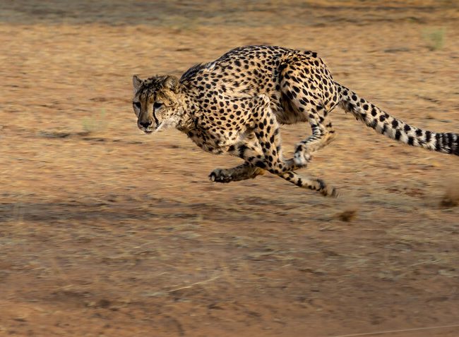 Canva+-+Cheetah+on+the+Run
